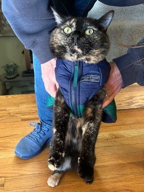 Vineyard Vines blue green cat dog vest size S